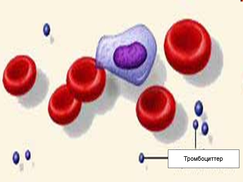 Тромбоциттер